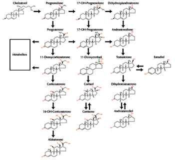 Cholesterole to Cortidoid Synthesis Diagram